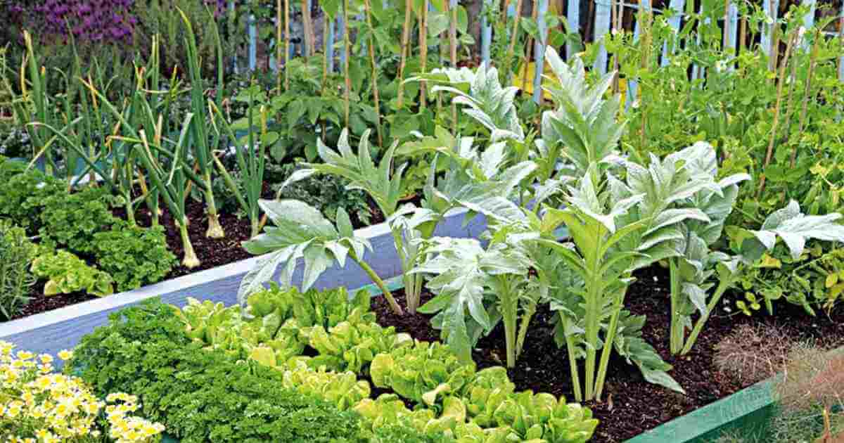 I migliori ortaggi da coltivare in autunno - Italiana Terricci