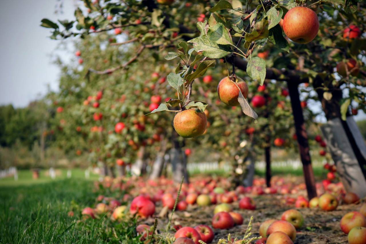 Potatura alberi da frutto: quali alberi potare in primavera