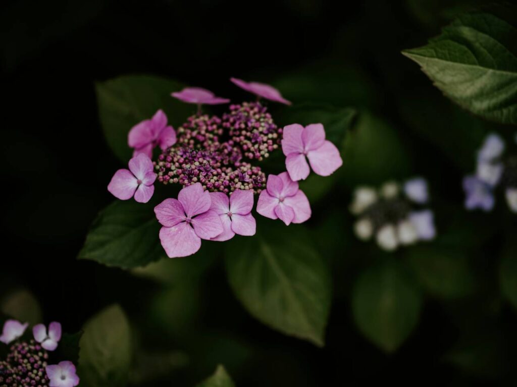 concimazione piante fiorite