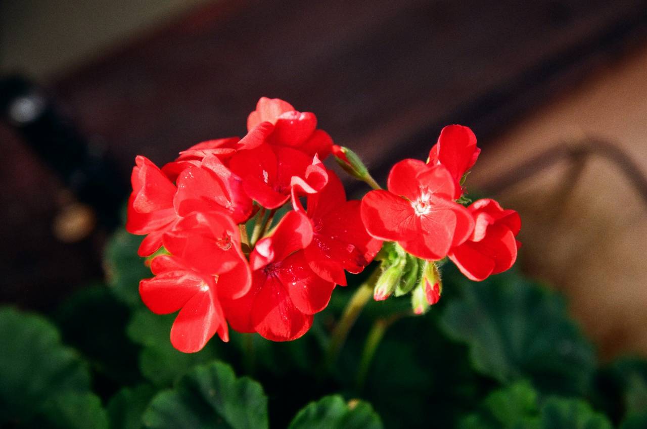 Talea piante da giardino: come riprodurre le tue piante preferite