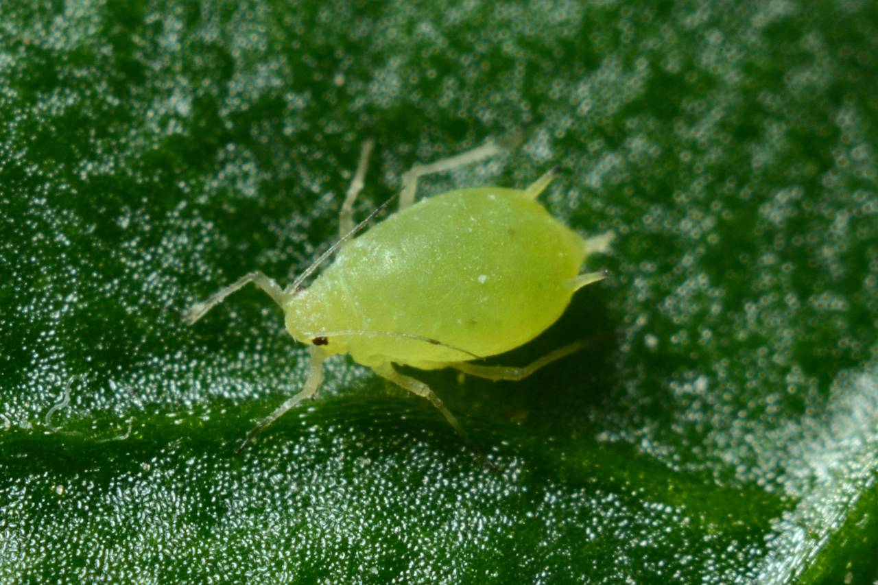 Afidi sulle piante estive: riconoscerli e combatterli con rimedi naturali