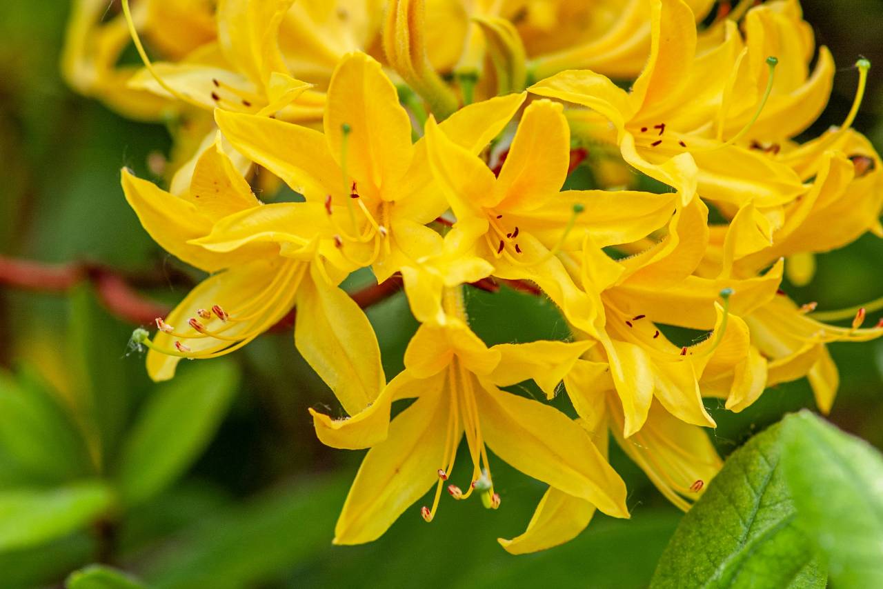 Malattie delle piante da giardino: come riconoscerle e curarle
