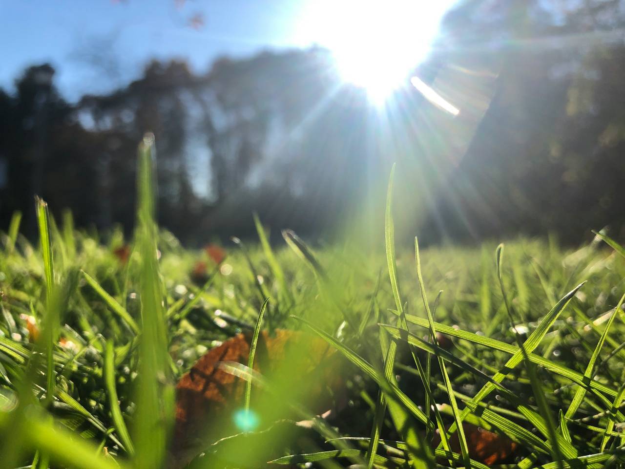 Proteggere le piante dal caldo estivo: strategie per un giardino sano
