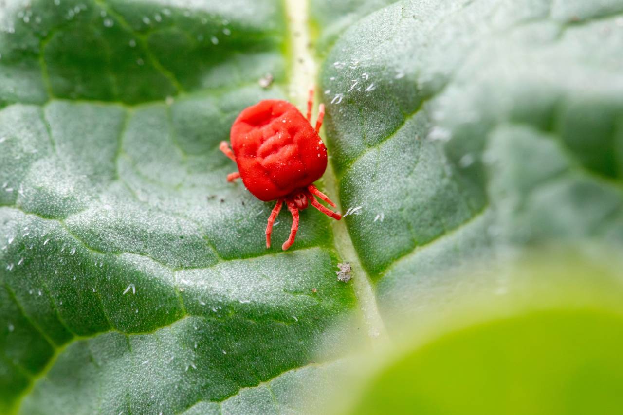 Ragnetto rosso dell’orto: come eliminarlo e proteggere le verdure