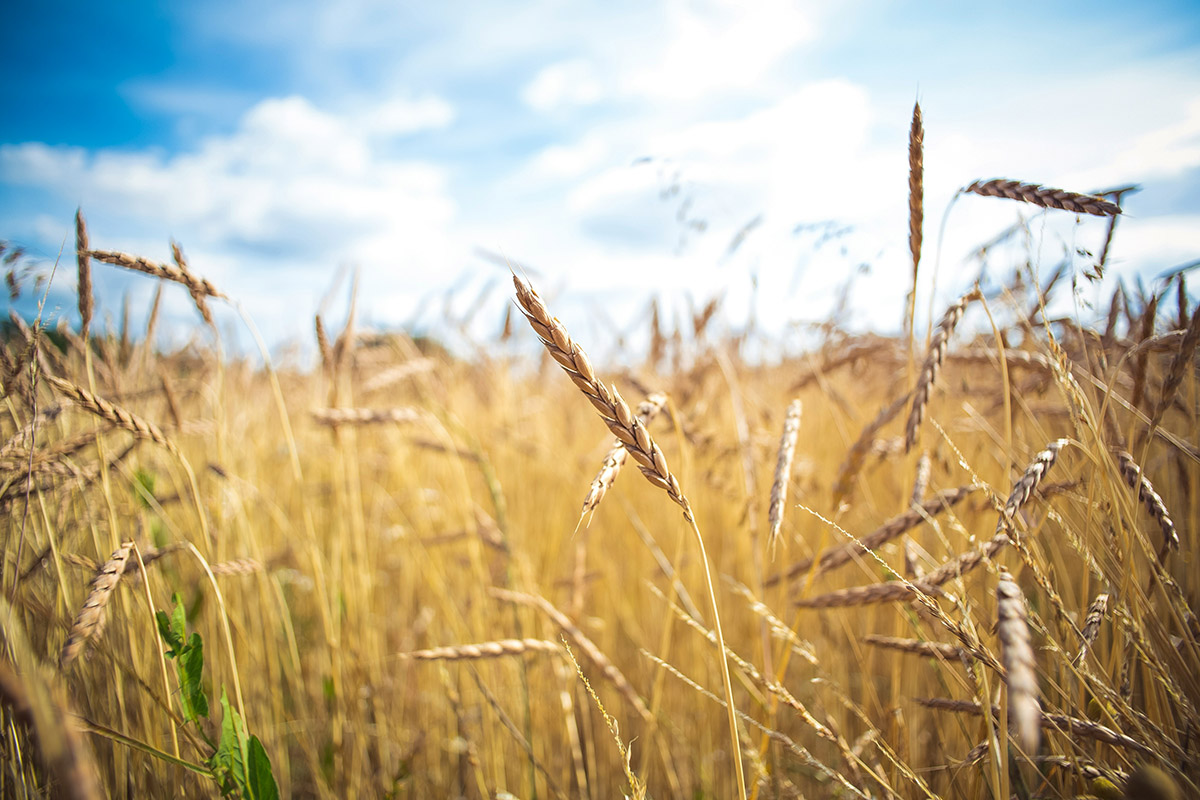 Il significato profondo dell’agricoltura biologica