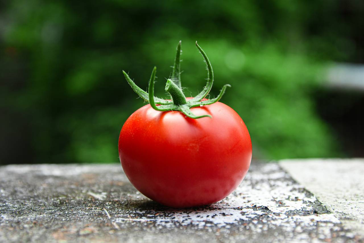 Malattie del pomodoro in estate: prevenzione e cura per frutti perfetti