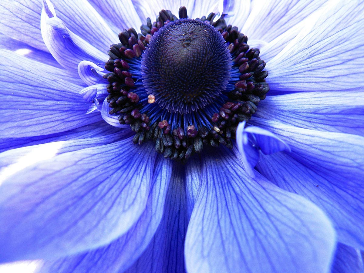 Anemone: come coltivare il fiore del vento