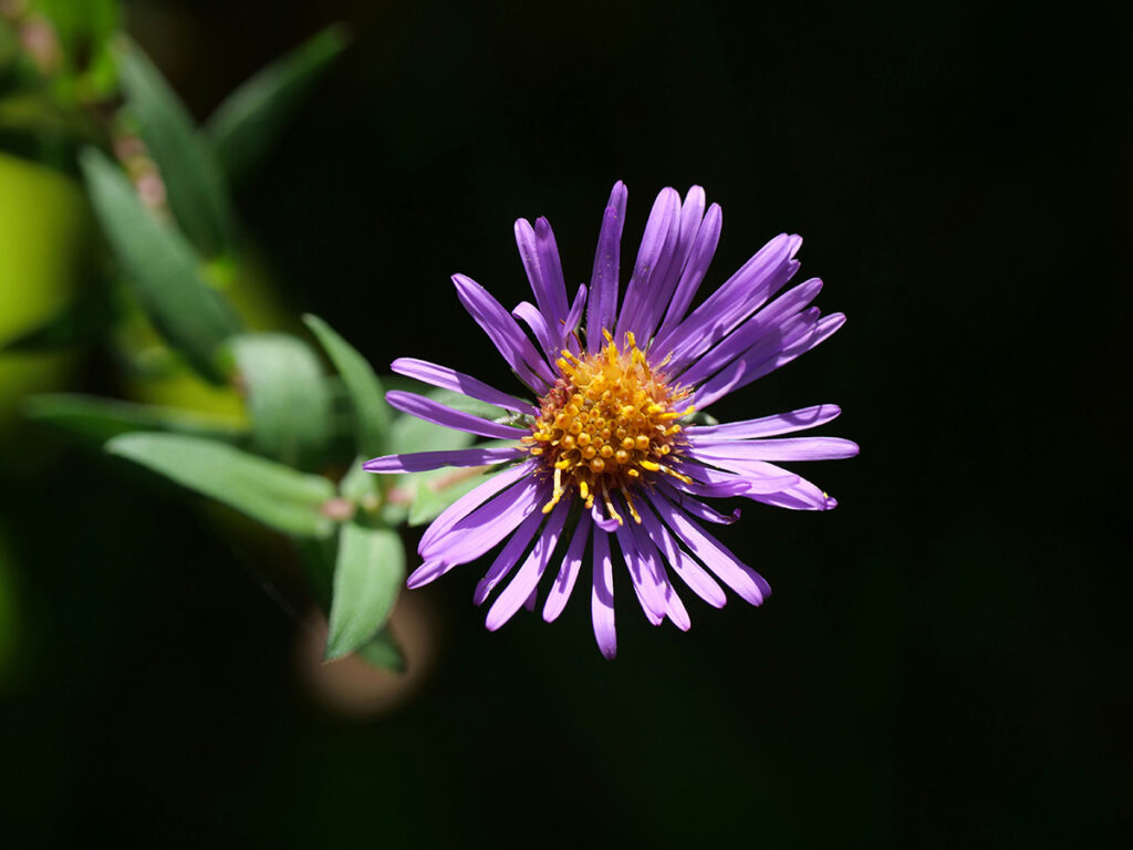 Aster fiori autunnali perenni
