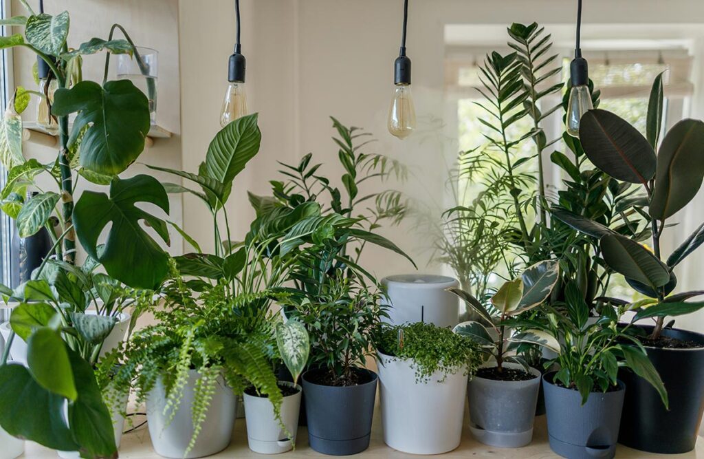 Piante da interno