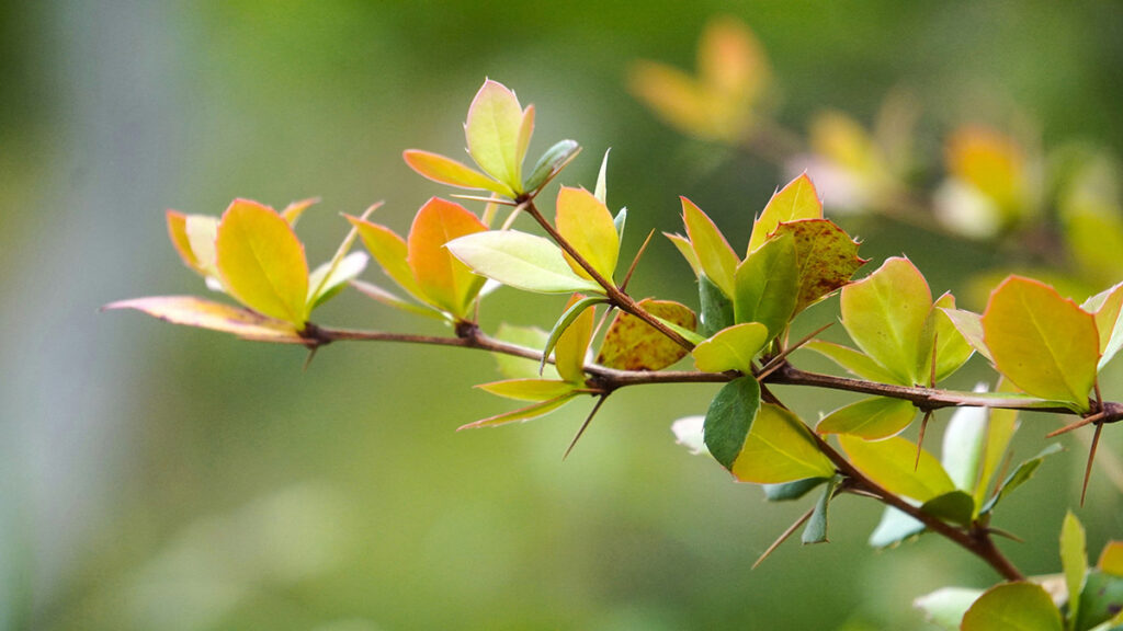 Piante per terreno argilloso