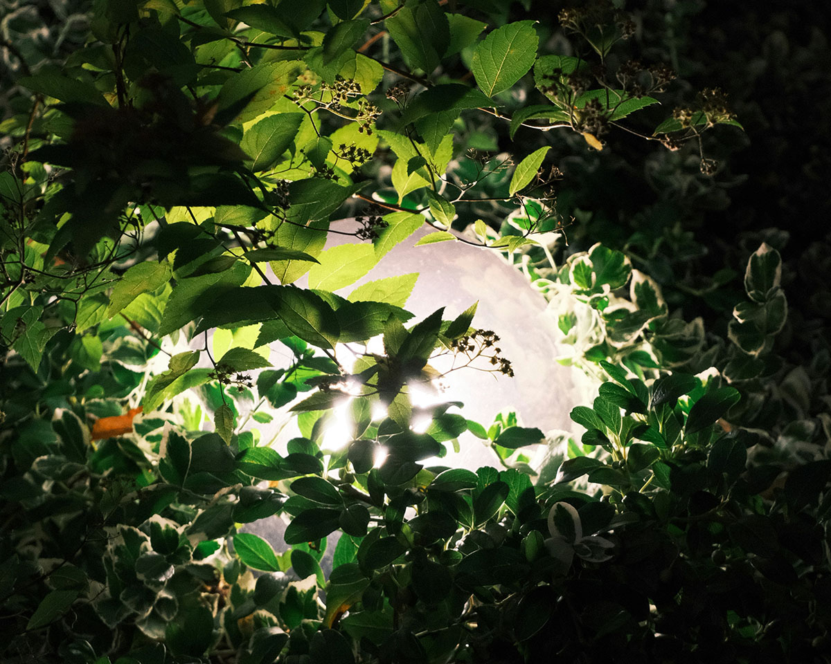 La luce nel giardinaggio: come sfruttarla per migliorare giardino, orto e verde