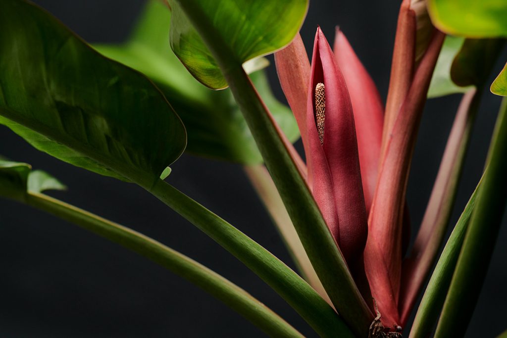 Piante da appartamento all’aperto