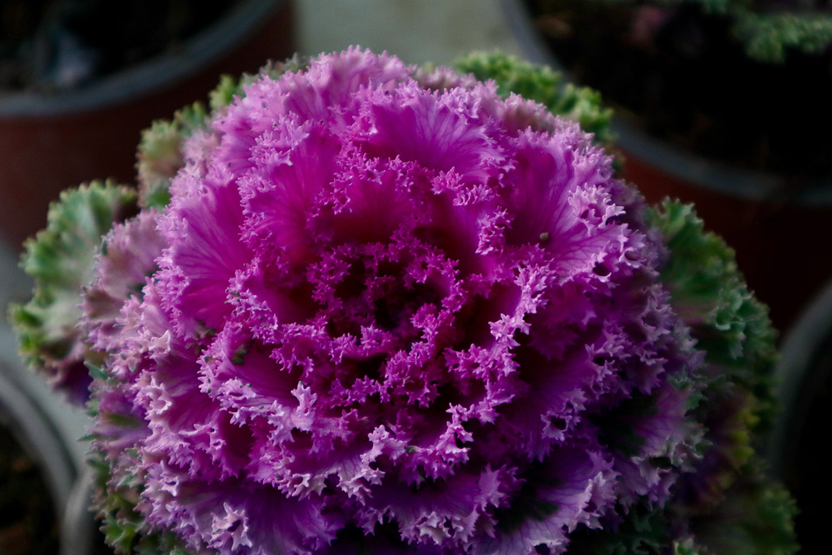 Piante edimentali: quando l’orto incontra il giardino ornamentale