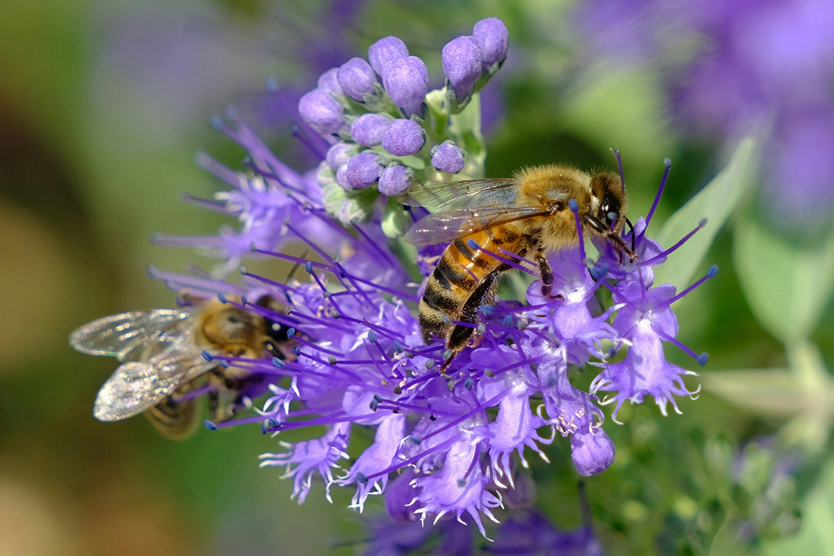Prato fiorito per api: come trasformare il giardino in un rifugio per gli impollinatori